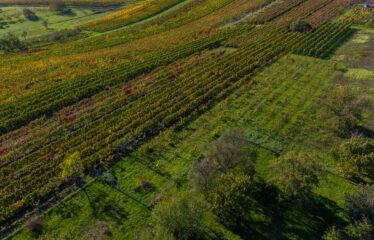 PRODÁNO – Prodej stavebních pozemků Čejkovice