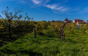 PRODÁNO – Prodej stavebních pozemků Čejkovice