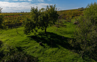 PRODÁNO – Prodej stavebních pozemků Čejkovice