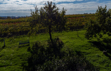 PRODÁNO – Prodej stavebních pozemků Čejkovice