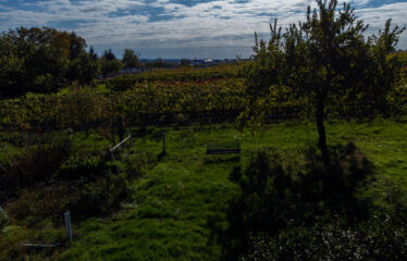 PRODÁNO – Prodej stavebních pozemků Čejkovice