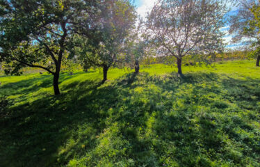 PRODÁNO – Prodej stavebních pozemků Čejkovice